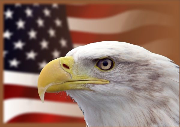 Bald Eagle and American Flag